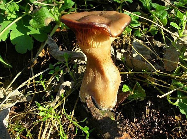 Clitocybe geotropa e Omphalotus olearius